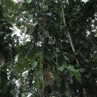 Ecuador, Amazon