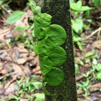 Ecuador, Amazon