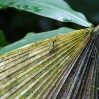 Ecuador, Amazon