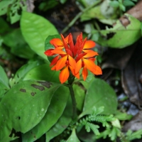 Ecuador, Amazon