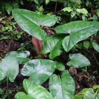 Ecuador, Amazon