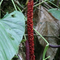 Ecuador, Amazon