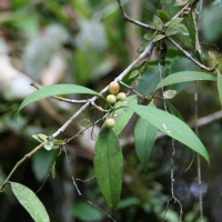 Ecuador, Amazon