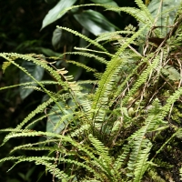 Ecuador, Amazon