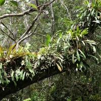 Ecuador, Amazon