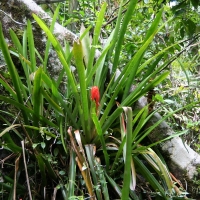 Ecuador, Amazon