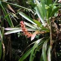 Ecuador, Amazon