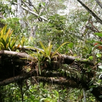 Ecuador, Amazon