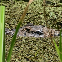 Ecuador, Amazon