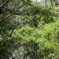 Ecuador, Amazon