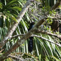 Ecuador, Amazon