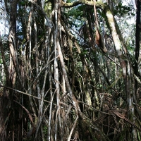 Ecuador, Amazon