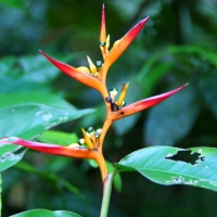 Ecuador, Amazon