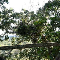 Ecuador, Amazon