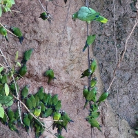 Ecuador, Amazon