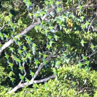 Ecuador, Amazon