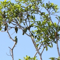 Ecuador, Amazon