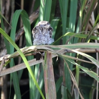 Ecuador, Amazon