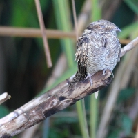 Ecuador, Amazon