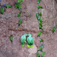 Ecuador, Amazon