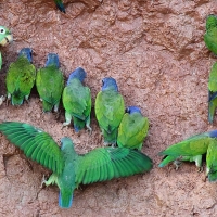 Ecuador, Amazon