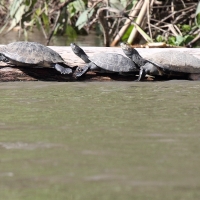 Ecuador, Amazon