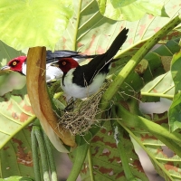 Ecuador, Amazon