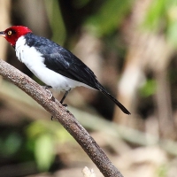 Ecuador, Amazon