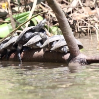 Ecuador, Amazon