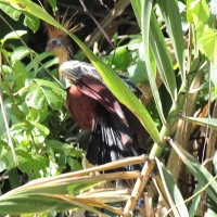 Ecuador, Amazon