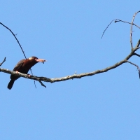 Ecuador, Amazon