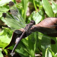 Ecuador, Amazon