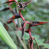 Ecuador, Amazon