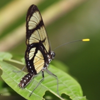 Ecuador, Amazon