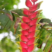 Ecuador, Amazon