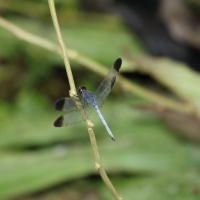 Ecuador, Amazon