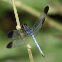 Ecuador, Amazon