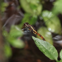 Ecuador, Amazon