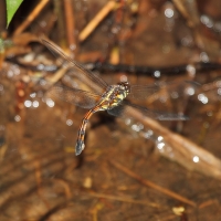 Ecuador, Amazon