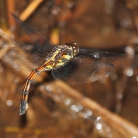 Ecuador, Amazon