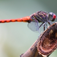 Ecuador, Amazon