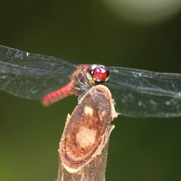 Ecuador, Amazon