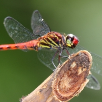 Ecuador, Amazon