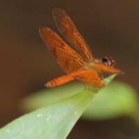 Ecuador, Amazon