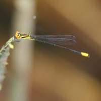 Ecuador, Amazon