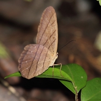 Ecuador, Amazon