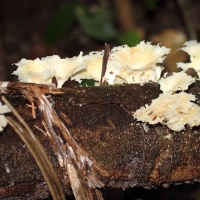 Ecuador, Amazon