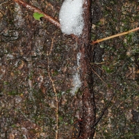 Ecuador, Amazon