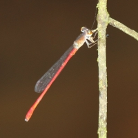 Ecuador, Amazon