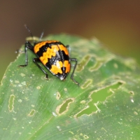 Ecuador, Amazon